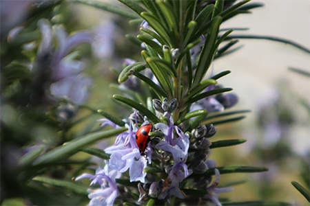 From Lofty Ambition to Lived Dream - Our Sustainability Story 